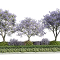Purple Flowering Trees With Green Shrubs And Lush Lawn Landscaping