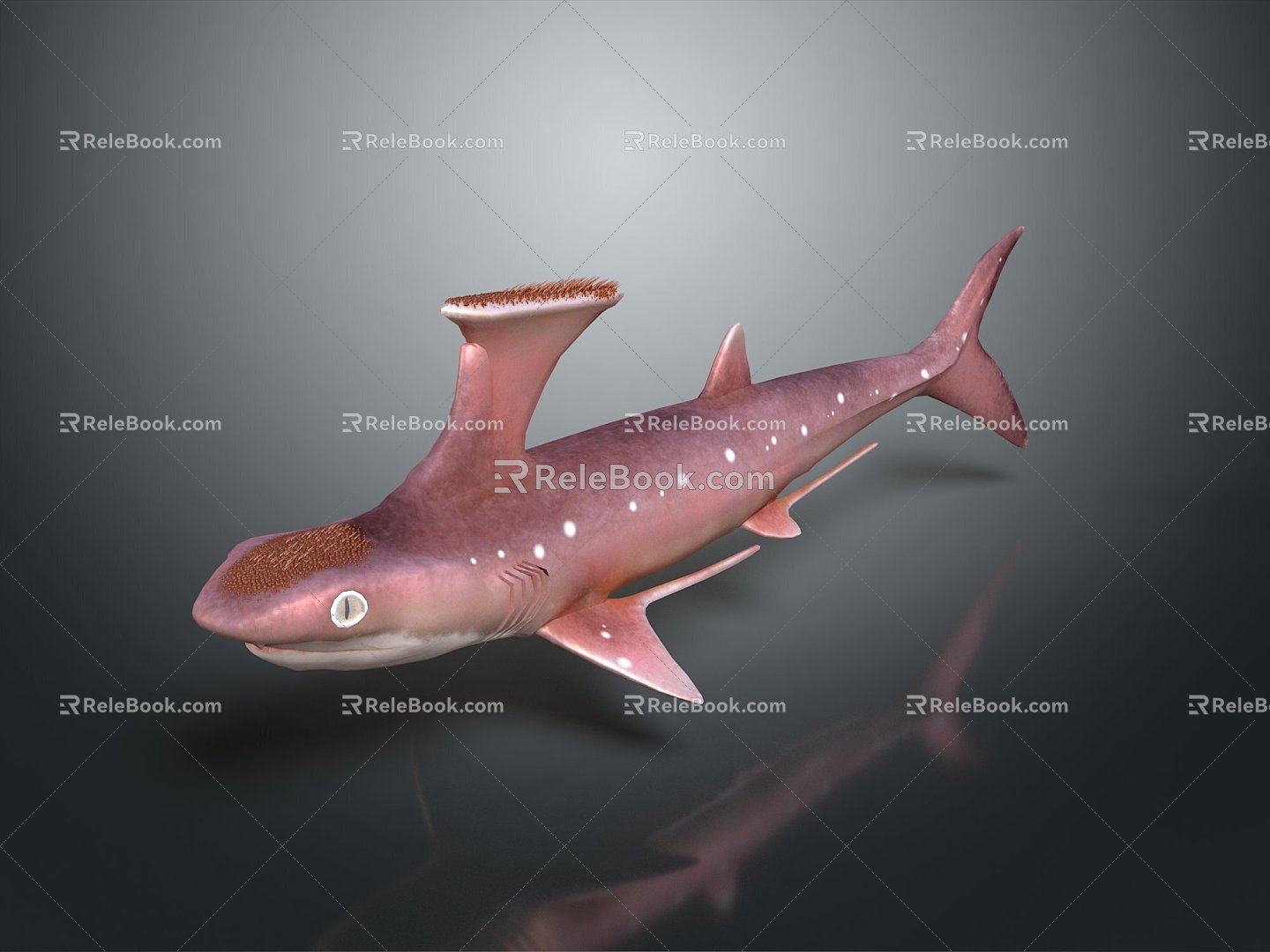 Hunger Shark Great White Shark Whale Shark Hammerhead Shark Tiger Shark Man-eating Shark Blue Shark Coral Red Coral 3d model