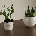 Two Potted Cactus And Aloe Vera In White Pots On Brown Table