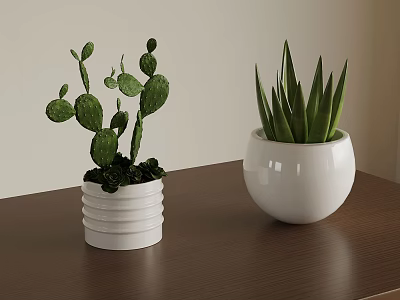 Two Potted Cactus And Aloe Vera In White Pots On Brown Table 3d model