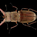 Stag Beetle With Large Curved Mandibles On Black Background Close Up View