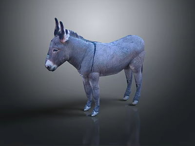 Gray Donkey Standing On Smooth Surface With Reflective Floor And Erect Ears 3d model