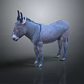 Gray Donkey Standing On Smooth Surface With Reflective Floor And Erect Ears 3d model