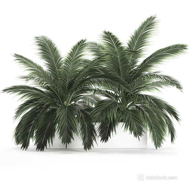 Lush Green Potted Palm Plants with Large Feathery Leaves in White Planters 3d model 