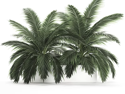 Lush Green Potted Palm Plants with Large Feathery Leaves in White Planters 3d model