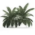 Lush Green Potted Palm Plants with Large Feathery Leaves in White Planters