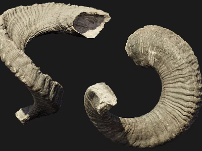 Curved Textured Horn Shaped Garden Ornaments For Natural Rustic Outdoor Decoration 3d model
