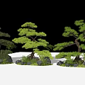 Three Arbor Trees In Garden Landscape With Stones And Green Plants