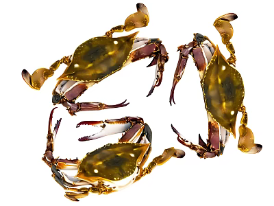 Three Fresh Aquatic Animals Crabs With Natural Colors Extended Claws And Legs 3d model