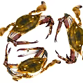 Three Fresh Aquatic Animals Crabs With Natural Colors Extended Claws And Legs