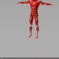 Detailed Human Muscle Anatomy 3D Model In Red With Open Arms Pose