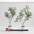 Decorative Bonsai Trees In White Textured And Smooth Surface Pots 3d model