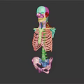 Clear Human Skeleton Model Displaying Bone Organ Anatomical Structure Details 3d model