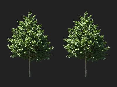 Lush Green Arbor Featuring Dense Foliage And Straight Trunk In Isolated Scene 3d model