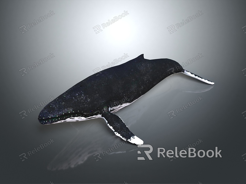 whale cartoon whale mammal marine mammal marine animal fish freshwater fish marine fish model