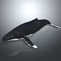 Majestic Black and White Whale A Graceful Aquatic Animal Swimming in Deep Ocean Water