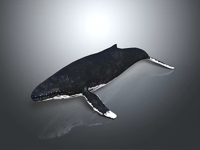 Majestic Black and White Whale A Graceful Aquatic Animal Swimming in Deep Ocean Water 3d model