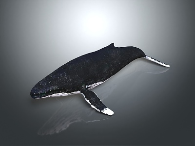 whale cartoon whale mammal marine mammal marine animal fish freshwater fish marine fish 3d model