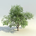 Vibrant Green Arbor With Lush Dense Foliage And Strong Brown Trunk