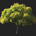Tall Arbor With Green And Yellow Leaves And Person Silhouette Nearby