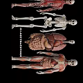 Human Anatomy Models Displaying Skeleton Vascular System Internal Organs And Muscular Structures