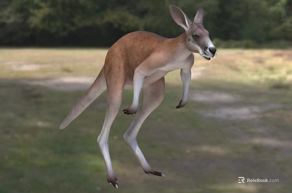 Kangaroo Jumping In Natural Outdoor Area 3d model 