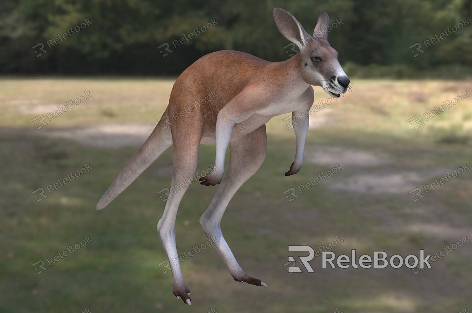 Red Kangaroo Red Kangaroo Red Kangaroo Big Red Kangaroo Animal Creatures model