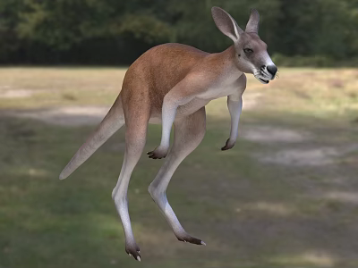 Kangaroo Jumping In Natural Outdoor Area 3d model