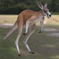 Red Kangaroo Red Kangaroo Red Kangaroo Big Red Kangaroo Animal Creatures 3d model