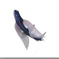 Vibrant Blue And Pink Fish With Transparent Fins On White Background