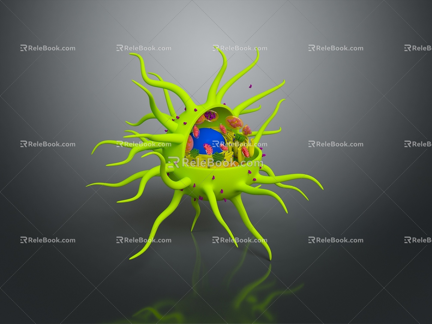 modern eukaryotic cell cross section cell structure cell tissue 3d model