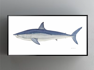 Blue And White Shark Watercolor Animal Painting In Black Frame Wall Art 3d model
