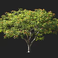 Tall Arbor Tree With Lush Green Foliage And Orange Blossoms Featuring Small Scale Figure