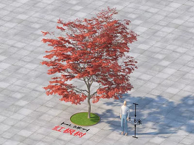 Red Maple Tree As Outdoor Landscape Decoration Standing 3 Meters Tall 3d model