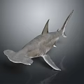 Realistic 3D Rendered Hammerhead Shark With Unique Hammer Shaped Head and Sharp Fins
