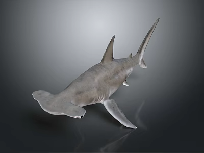 Realistic 3D Rendered Hammerhead Shark With Unique Hammer Shaped Head and Sharp Fins 3d model