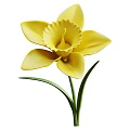 Vibrant Yellow Daffodil Flower With Fresh Green Stem And Leaves Isolated On White Background