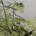 Tall Upright Larch Tree With Slender Trunk And Green Foliage Against Gray Background
