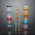 Anatomical Human Skeleton Diagram Showing Organs And Hair With Colorful Labels