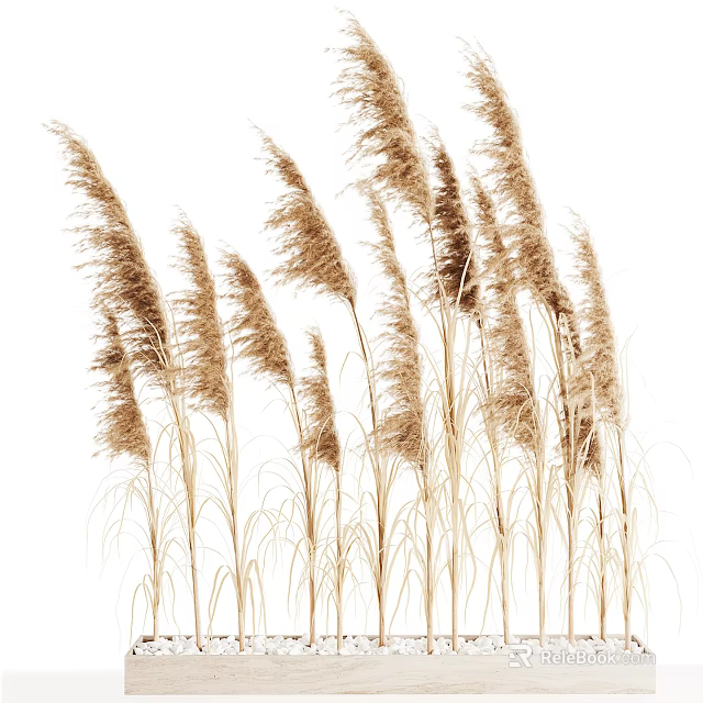 Tall Brown Reed Grass Plants With Feathery Tops Isolated On White Background 3d model 