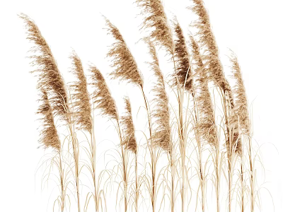 Tall Brown Reed Grass Plants With Feathery Tops Isolated On White Background 3d model