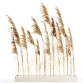 Tall Brown Reed Grass Plants With Feathery Tops Isolated On White Background