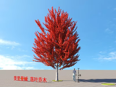Freeman Maple Deciduous Tree With Vibrant Red Leaves Against Blue Sky And Person 3d model
