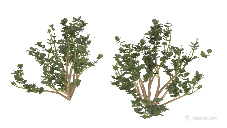 Garden Accent Plants With Slender Branches And Small Green Leaves 3d model 