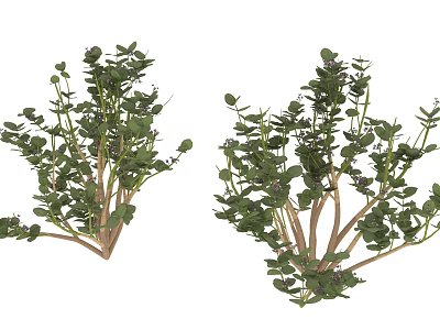 Garden Accent Plants With Slender Branches And Small Green Leaves 3d model
