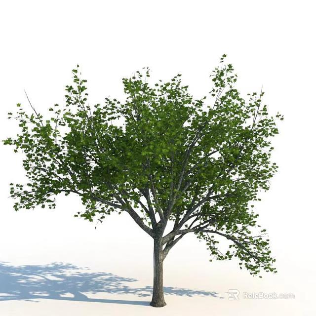 Tall Green Leafy Arbor With Lush Foliage And Strong Trunk In Natural Growth 3d model 