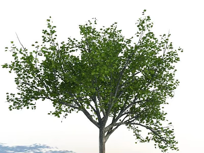 Tall Green Leafy Arbor With Lush Foliage And Strong Trunk In Natural Growth 3d model