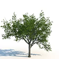 Tall Green Leafy Arbor With Lush Foliage And Strong Trunk In Natural Growth