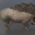 Wild Boar With Shaggy Mane And Gray Fur In Realistic Standing Posture