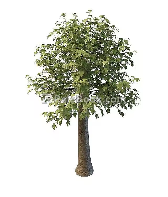 Big Leaf Maple 3d model